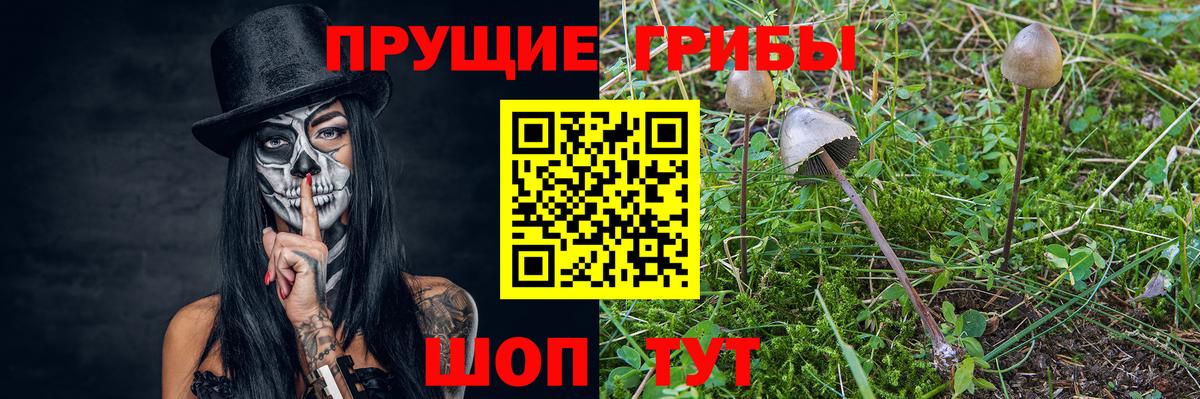 Гурьевск  Галлюциногенные грибы MAGIC MUSHROOMS  Вход с VPN 